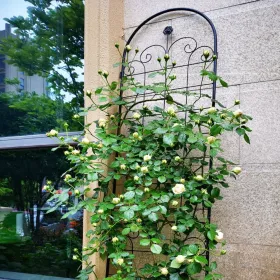 4 Pack Metal Garden Trellis For Climbing Plants Outdoor 86.7'' X 19.7'' Rustproof Plant Support Rose Trellis Netting Trellis Black (Option: Black)