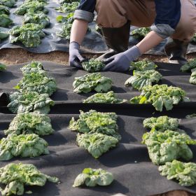 Non-Woven Geotextile Fabric 4x100FT 8OZ Ground Cover Weed Control Fabric (Option: Black)